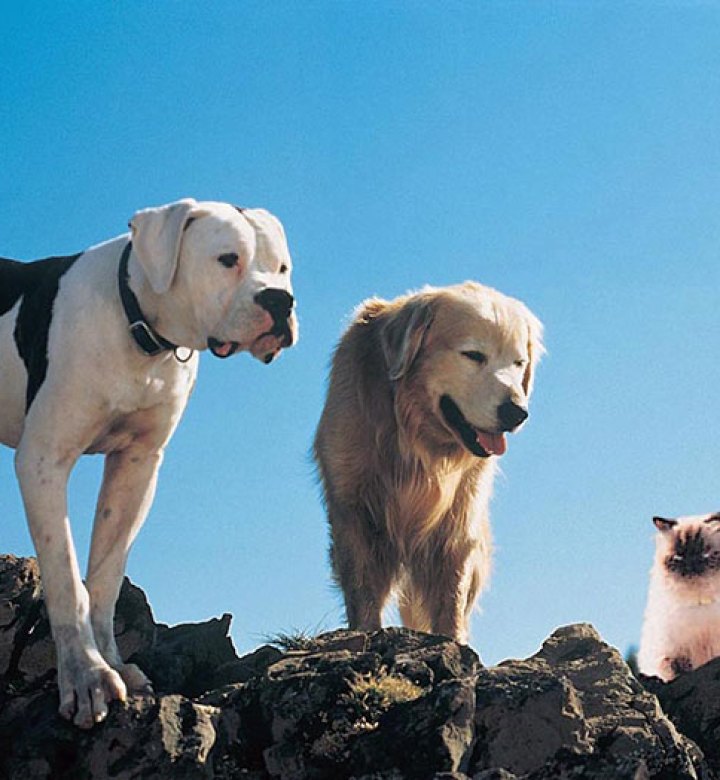 animalele de companie de acasa au facut o calatorie incredibila