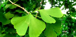 Beneficiile Ginkgo Biloba